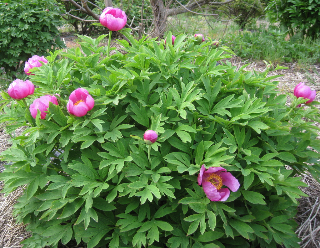 Paeonia officinalis ssp. humilis